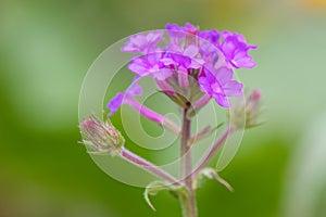 Purple Rigid Verbena rigida, scented flowers and buds photo